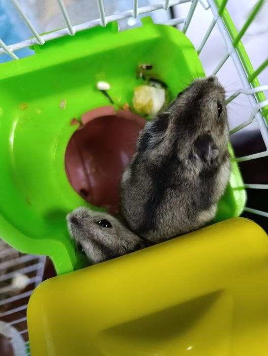 Джунгарские хомяки