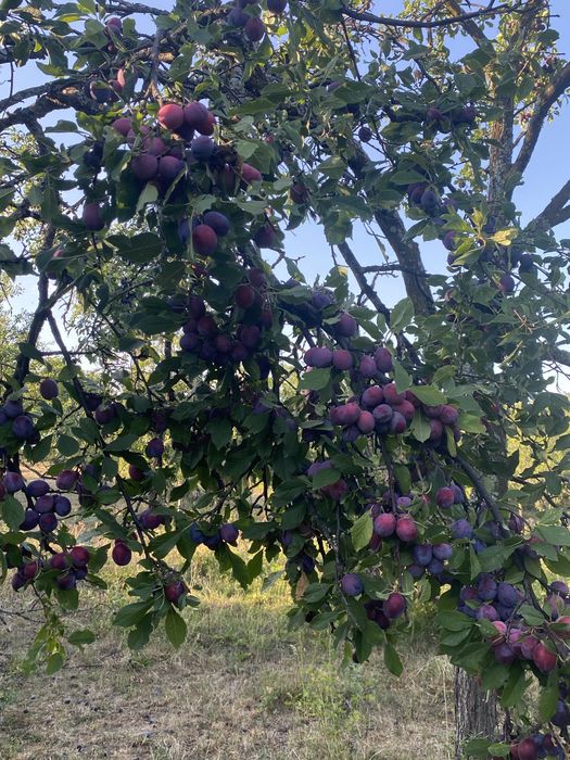 Prune  de vanzare