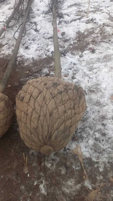 сосны .лиственные деревья