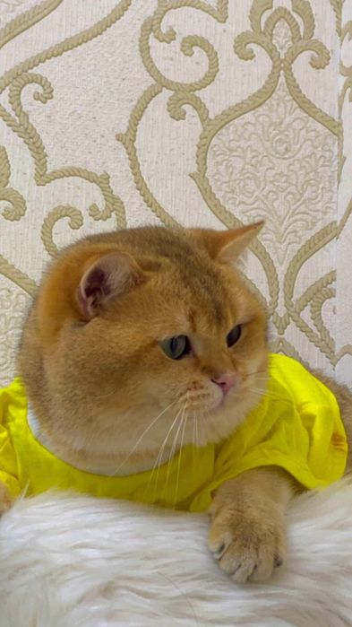 Вязка .Золотая шиншилла!