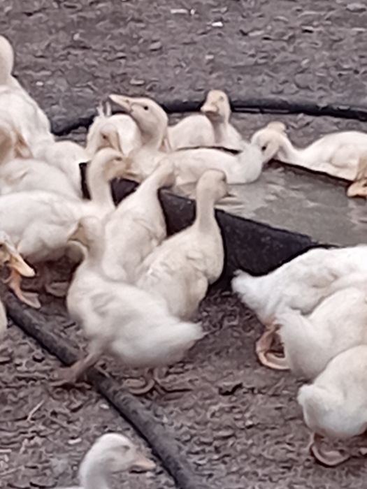 Срочно продаётся утят