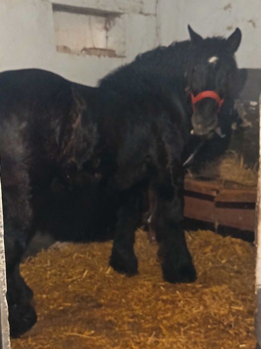 Vând iapa grea de 3 pe 4 ani