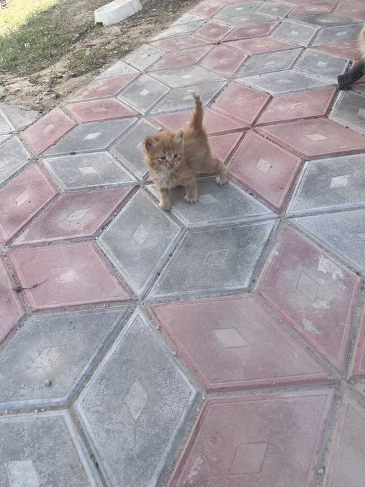 Котята. Мысықтарды бағатын адамға беремін.