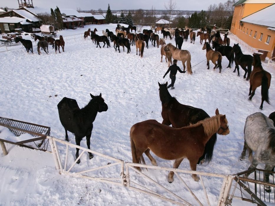 Продаются лошади срочно!