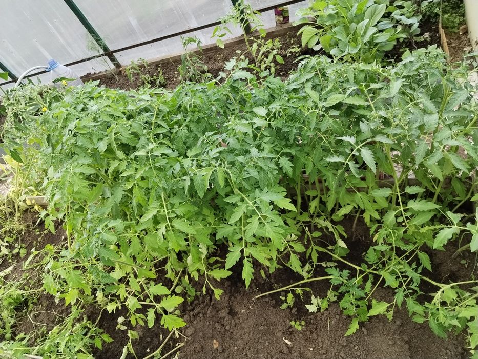 Продам рассаду помидор