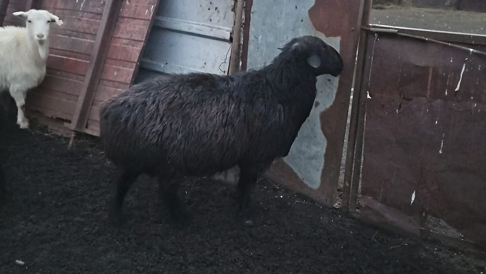 Едильбайские кошкары племенные