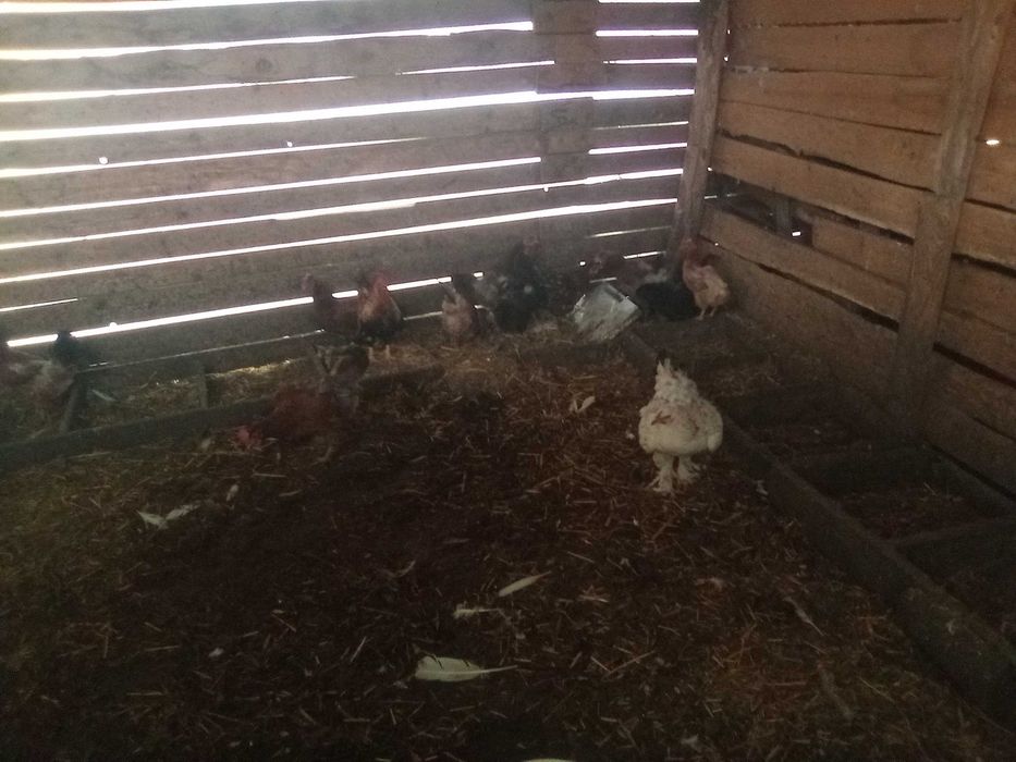 Vând găini, cocoși, curci.