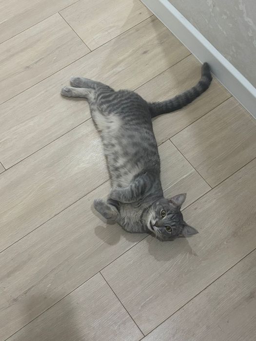 Отдам кота надежные руки