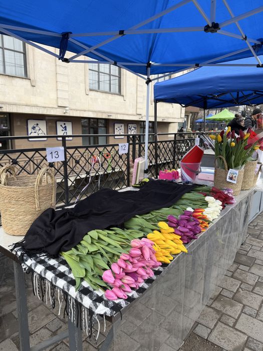 Тюльпан голландские 55-60см