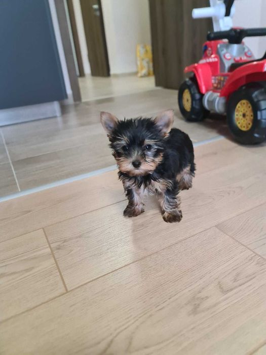 Женско МИНИ йорки