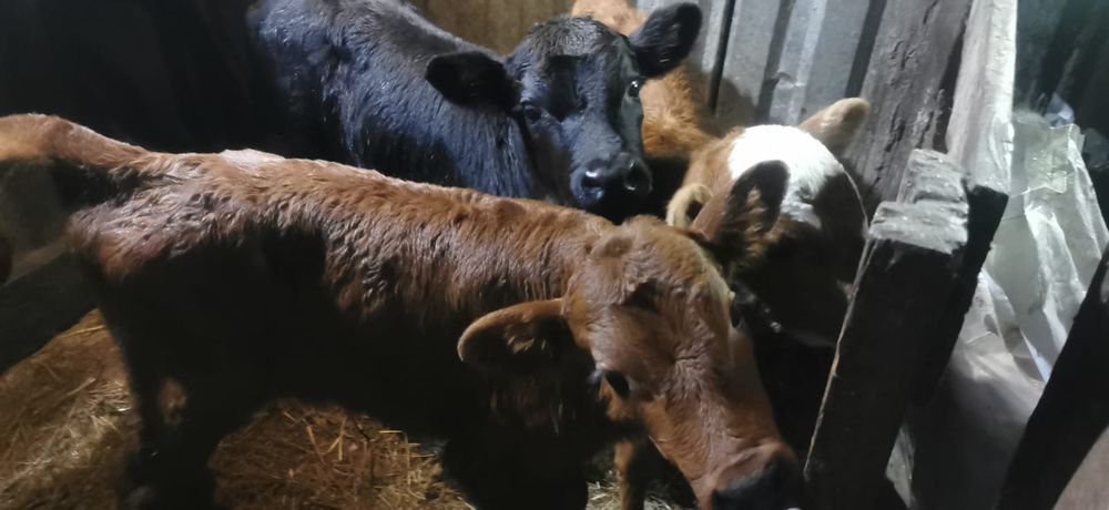 Продам телят 3шт