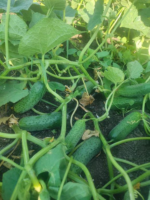 Продам огурцы корнишоны
