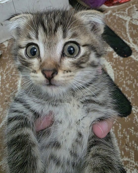 Отдаём котят в хорошие руки