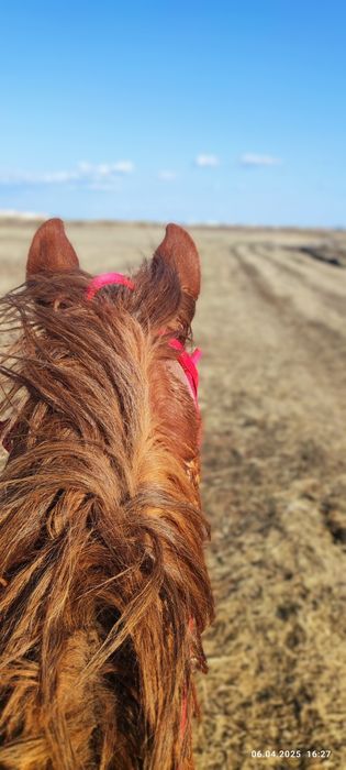 Продам жеребца Айғыр