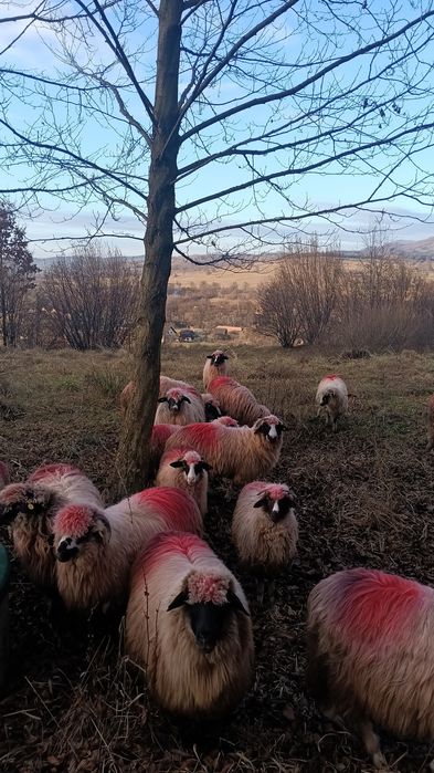 Dau la schimb 5 carlane