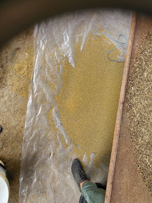 Vand 2.500kg  Seminte de Lucerna Composa