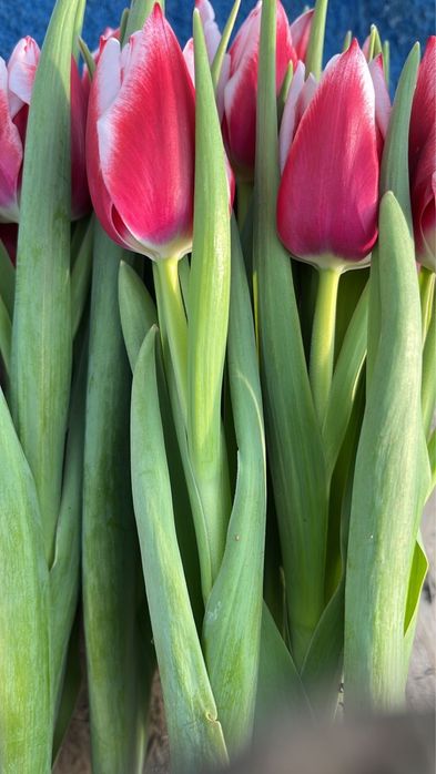 Продаем букеты голандских тюльпанов