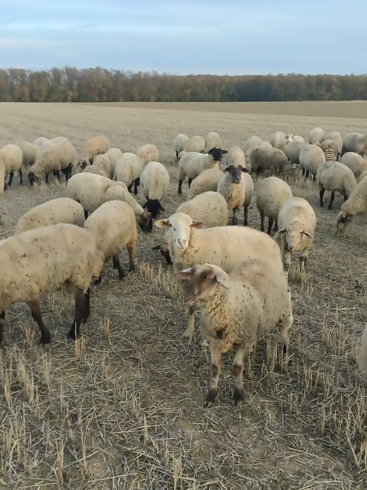 Vand oi suffolk sí metis