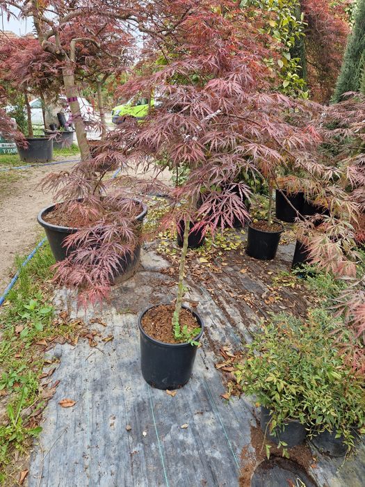 Artari japonezi  în stoc!