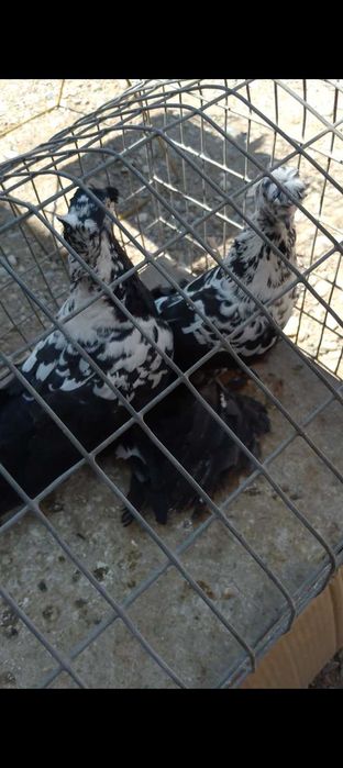 Голуби голуби голуби