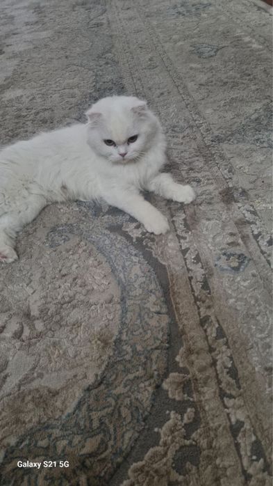 Чистокровная Скотиш-фолд Шотландская вислоухая кошка