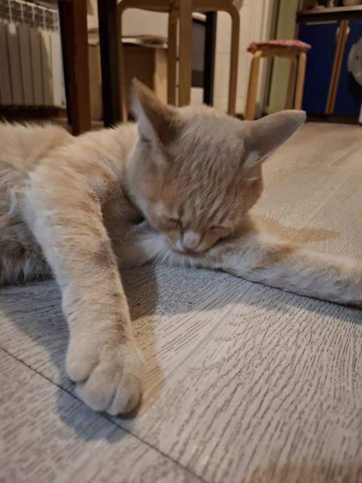 Отдаём котика в хорошие руки!