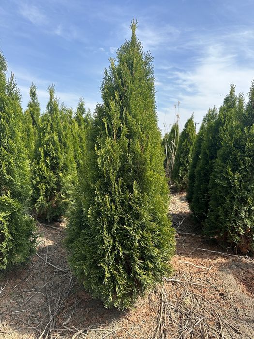 Leylandii chiparos Tuia