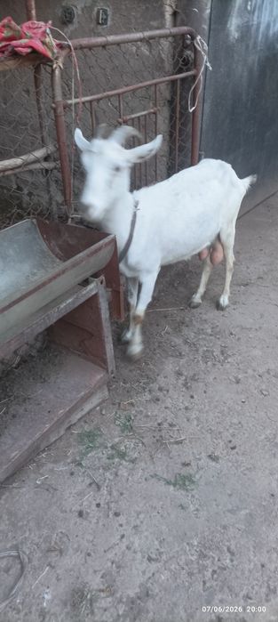 Echki sotiladi suti bor