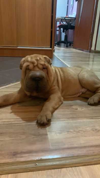 Продажа щенков шарпея