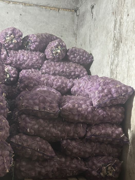 Продам чеснок крупный