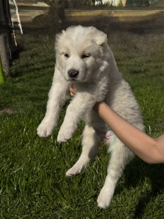 Щенки Алабая девочки