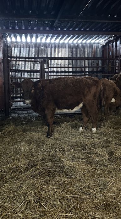 Тёлки 5 голов 1 телёнок стельные