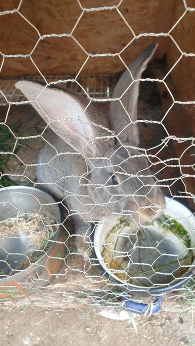 Urias german din parinti atent selectati