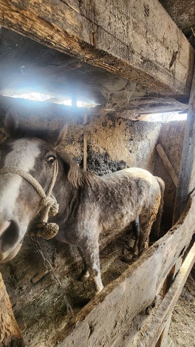 Кунан сатылады...