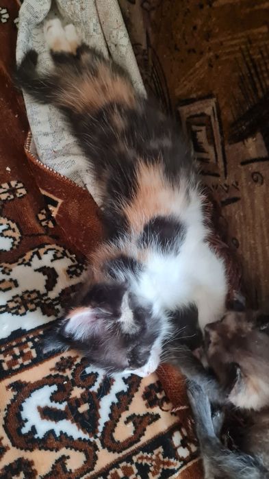 Отдам котят в добрые руки