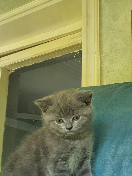 Скотиш страйт мальчик и девочка