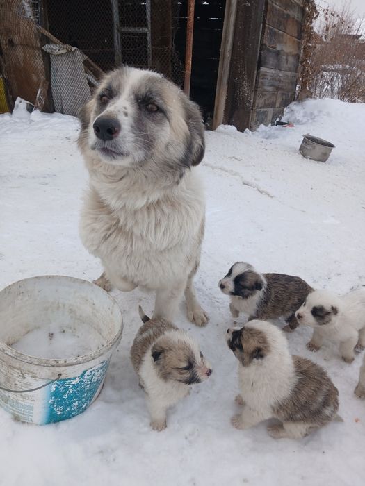 Продам красивых щенят