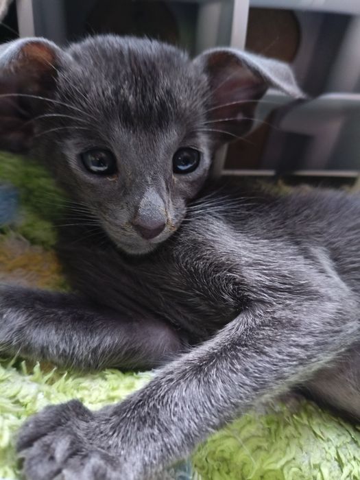 Ориентальные котята