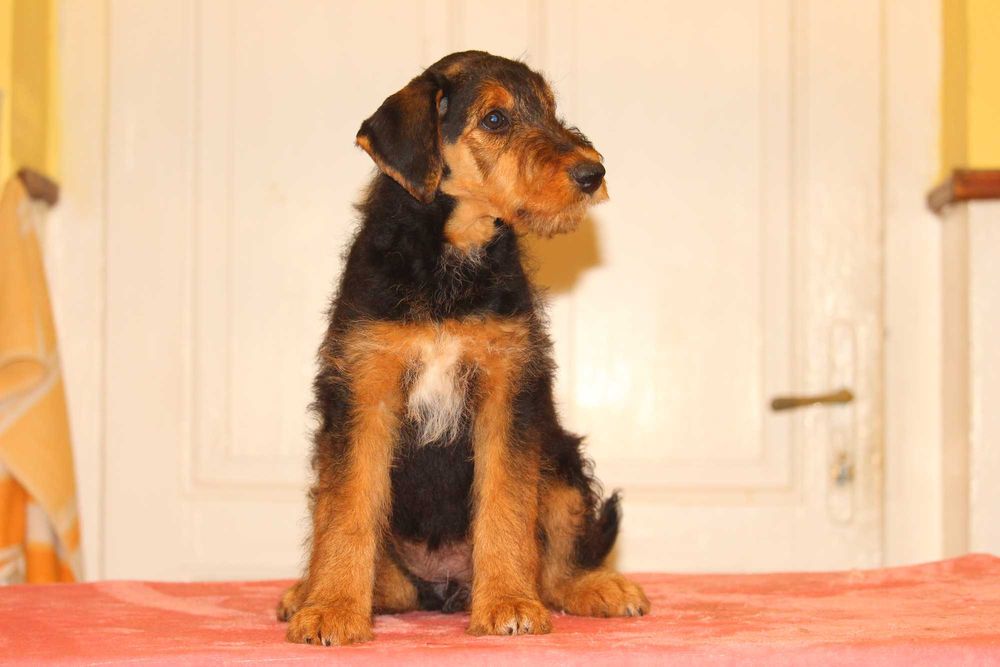 pui airedale terrier din parinti campioni