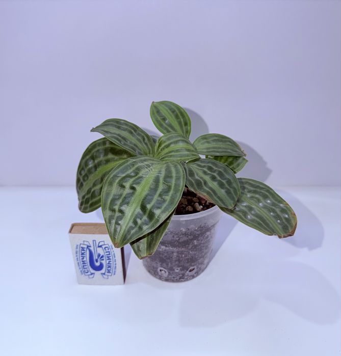 Геогенантус, комнатные растения, комнатные цветы