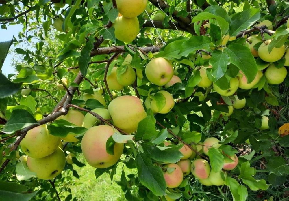 Саженцы яблоня Азерголт