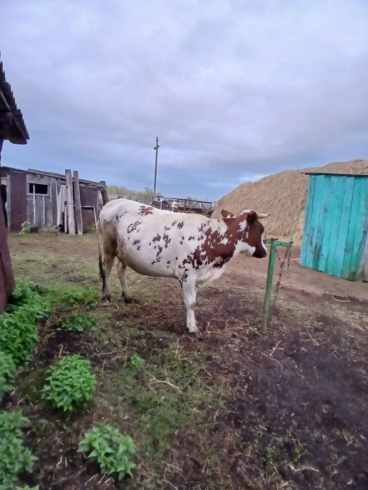 Продам корову дойную