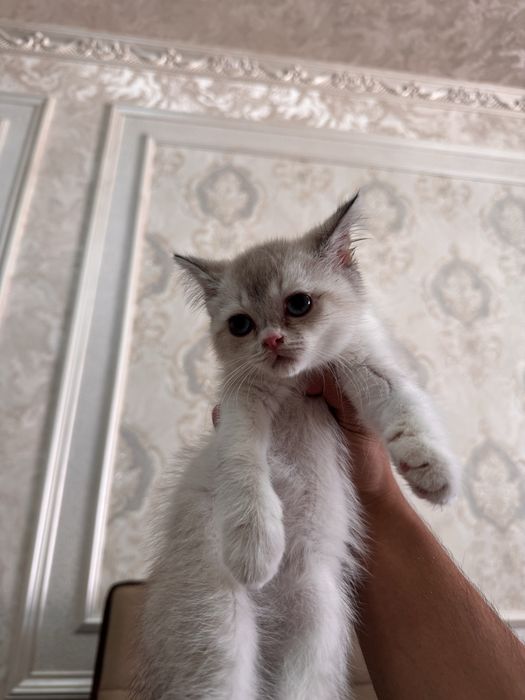 Британская шиншилла blue point. Нежная, спокойная.