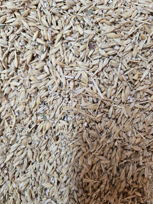 Арпа Ячмень сечка