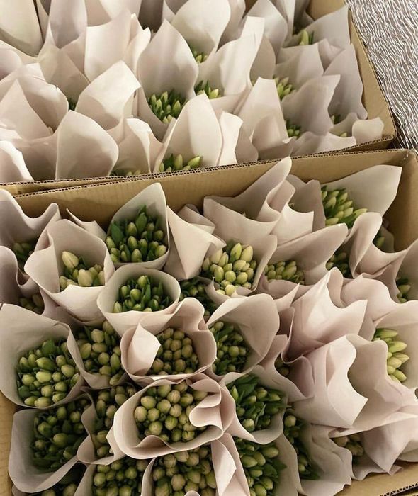 Тюльпаны голландские