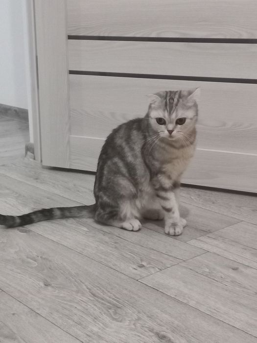 Продам кошку шотландка