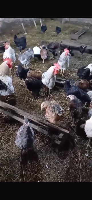 Продам кур молодняк
