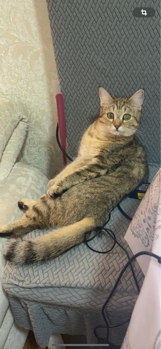 Кошка котята , котенок