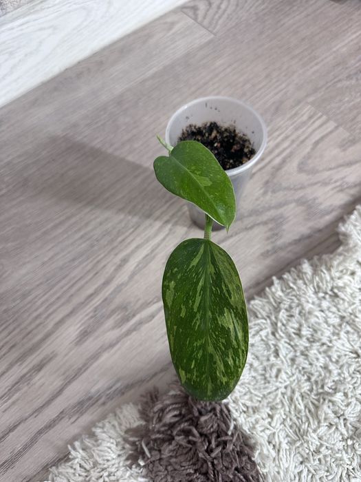 Комнатные цветы.