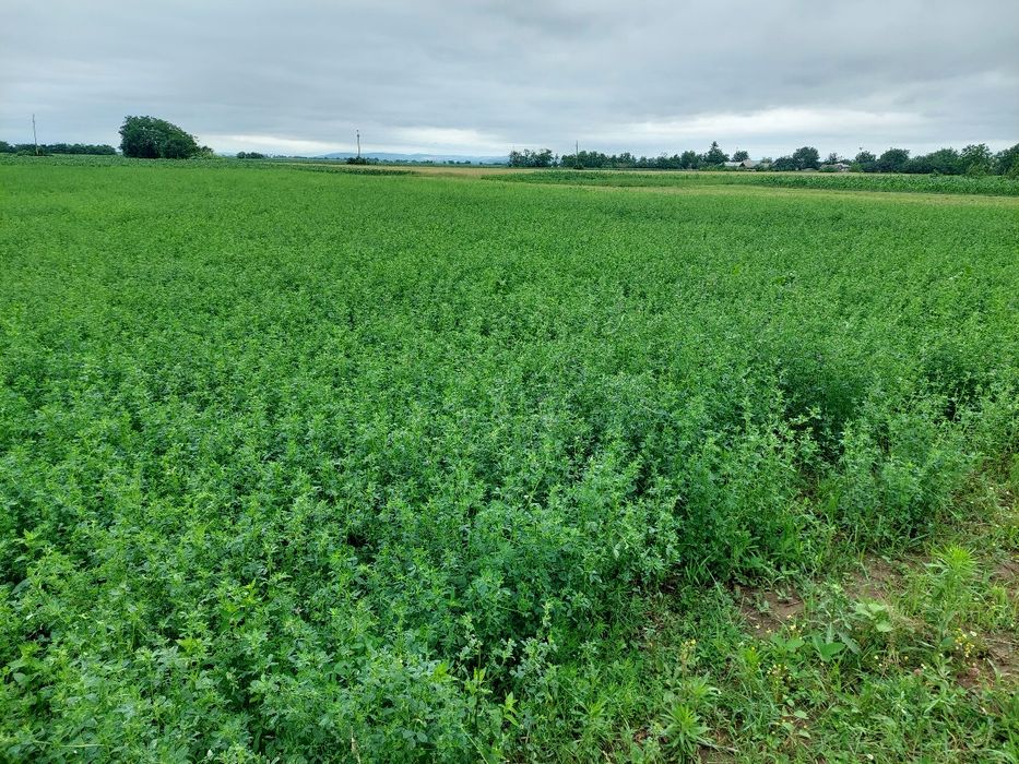 Vând baloti lucernă din anul 2025 .